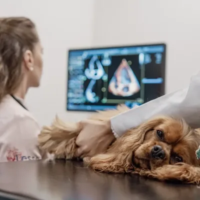 Cachorro fazendo ecocardiograma na Lessa