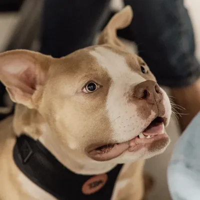 Cachorro atendido pelo cardiologista veterinário da Lessa